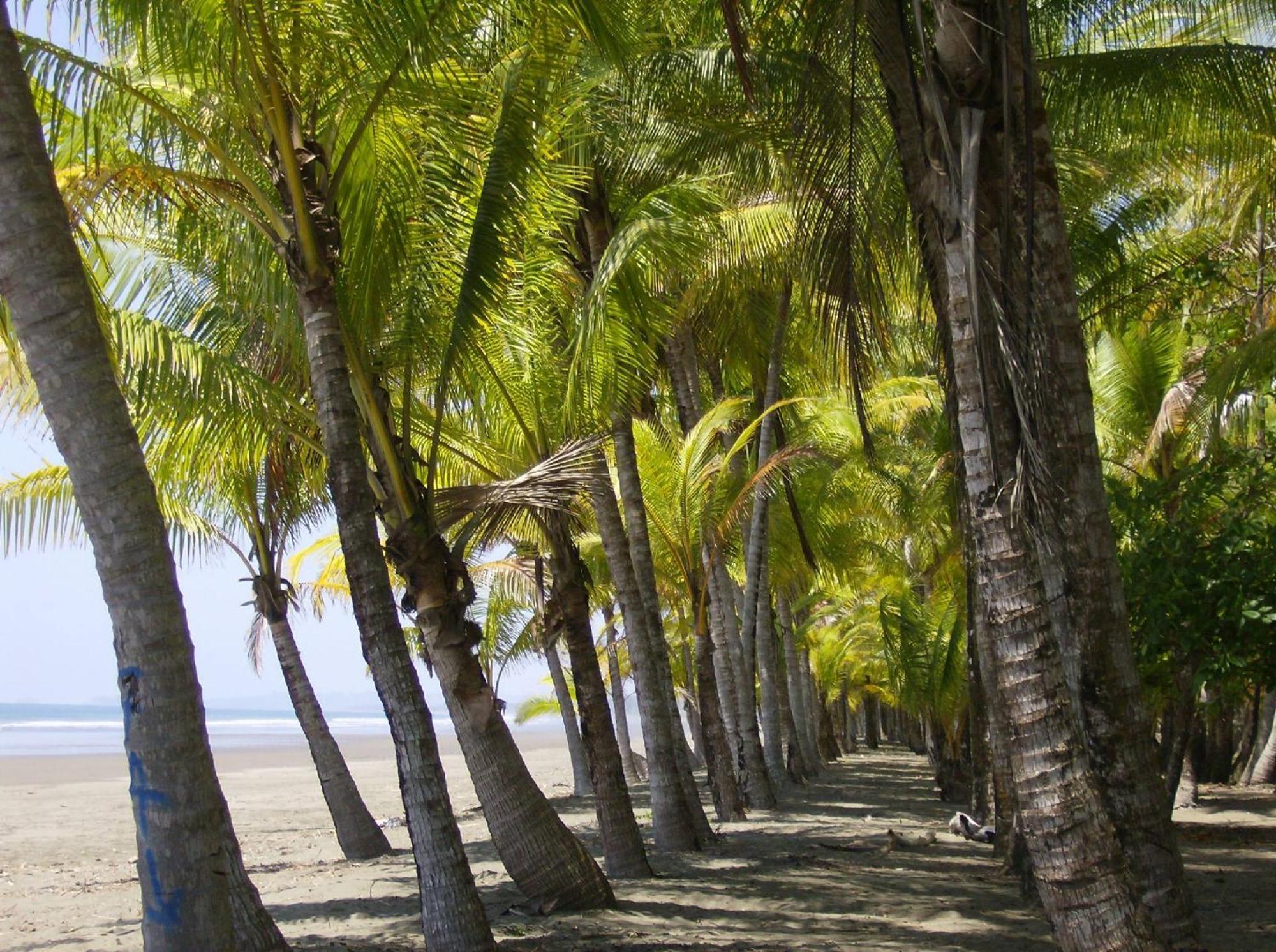La Palapa Ecolodge Portalón Extérieur photo